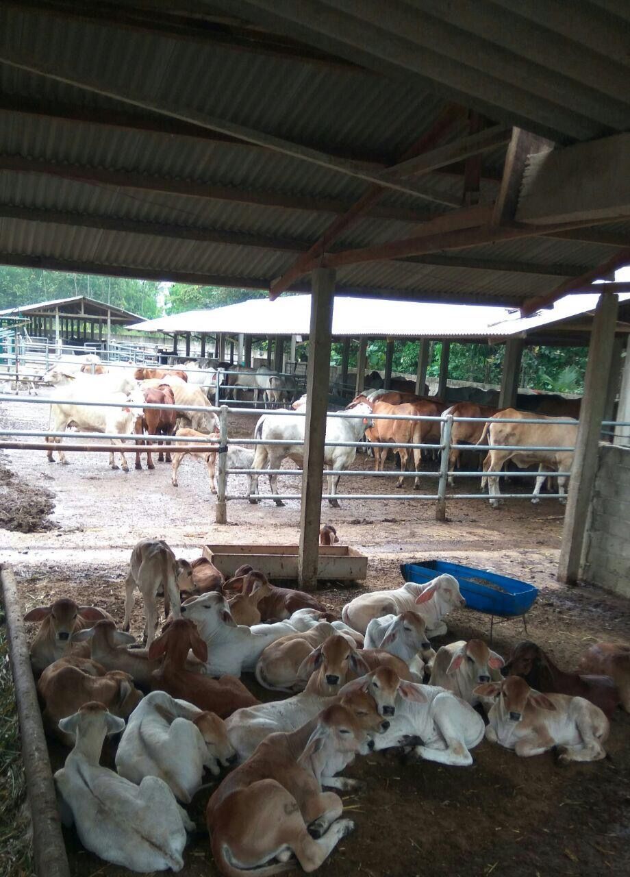 A pen of healthy young calves resting under shelter, Indonesia&ndash;Australia Commercial Cattle Breeding smallholder program