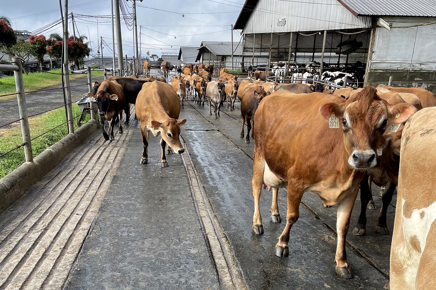 Jersey dairy cows walking up a concrete laneway back to the barn after milking, past a Greenfields free-stall shed in East Java
