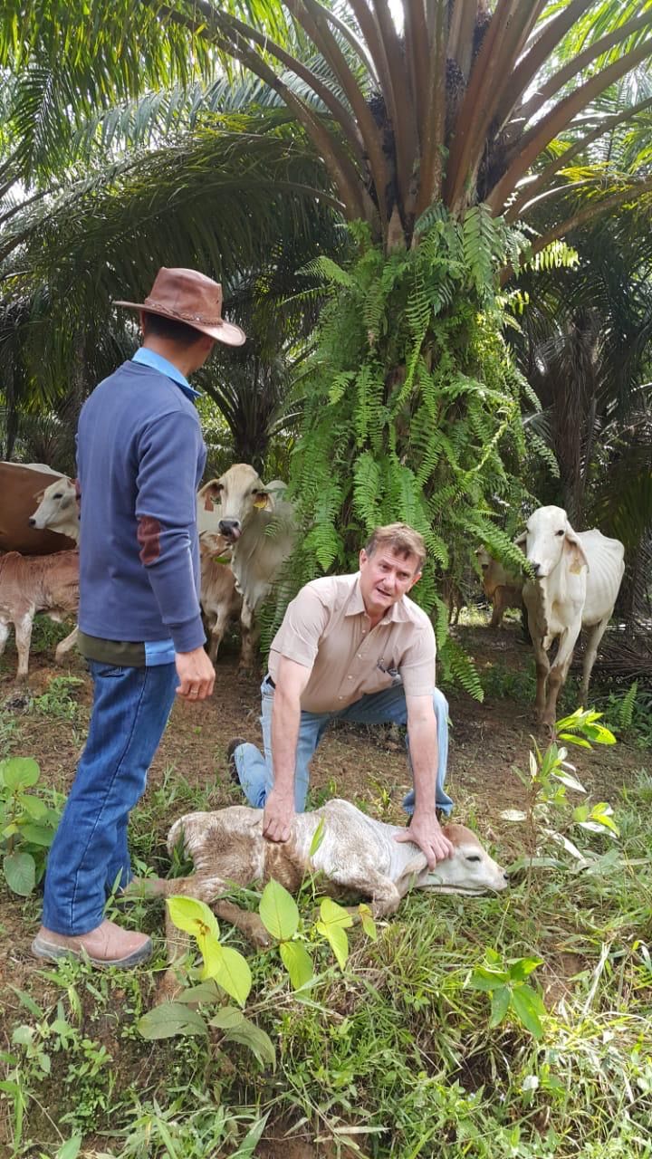 Richard Slaney kneeling beside a newborn calf, checking for screw worm, under oil palm in South Kalimantan