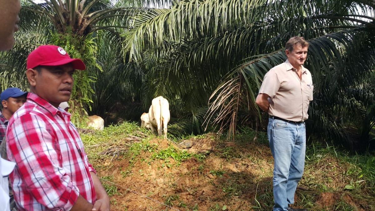 Brahman cattle grazing under mature oil palm with two stockmen, South Kalimantan