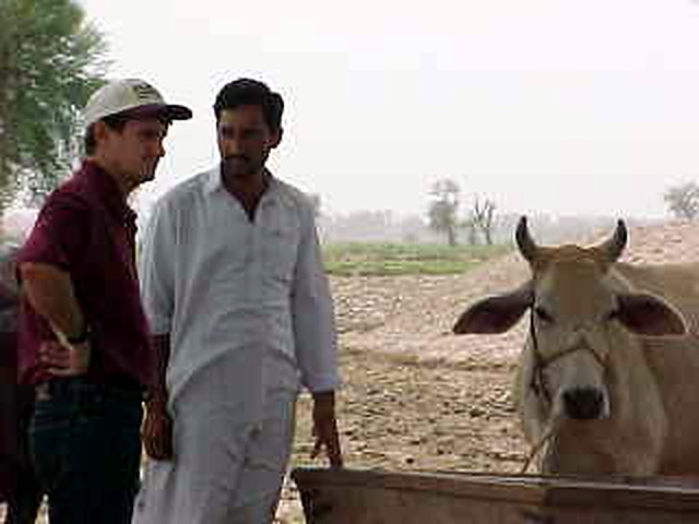 Richard Slaney in a cap and dark red shirt talking with a dairy farmer beside a Sahiwal-type cow at a feed trough
