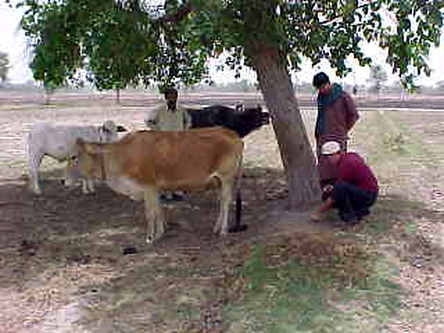 Richard Slaney crouching to examine a cow beside a shade tree, with two farmers and a small group of cattle