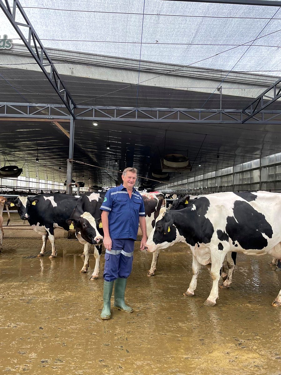 Richard Slaney in a Greenfields free-stall barn with Holstein dairy cows, East Java