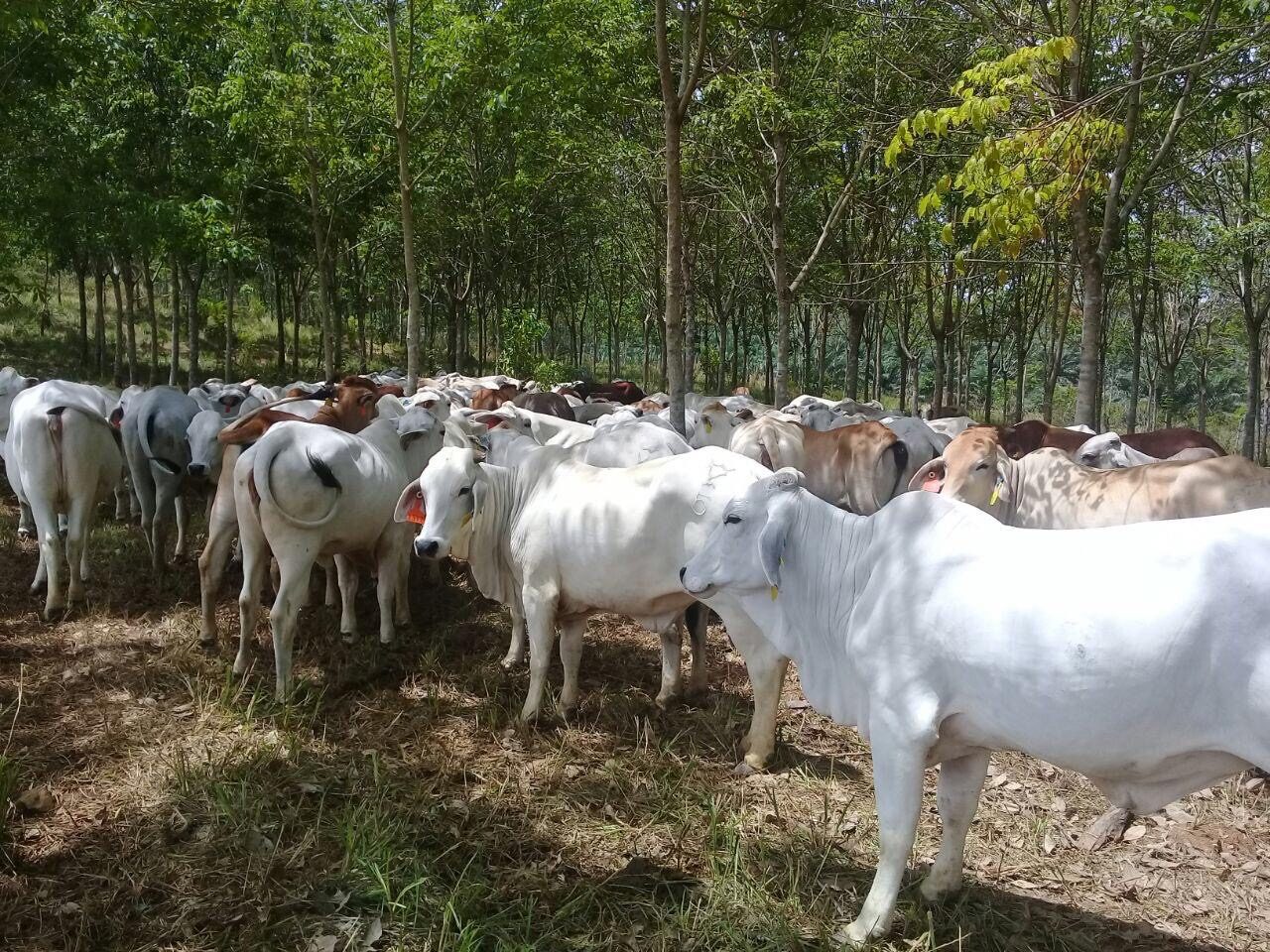 Quality Brahman heifers under an open grazing model, Indonesia&ndash;Australia Commercial Cattle Breeding program, South Kalimantan