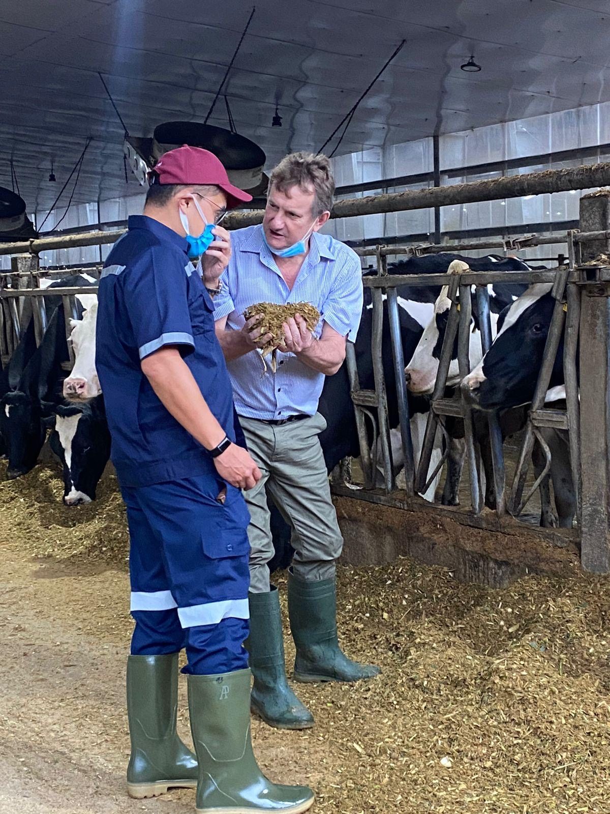 Richard Slaney checking feed quality with a farm manager in the dairy at Greenfields, East Java